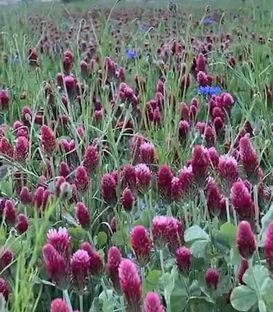 Sky Ranch 1 Br Apartment *